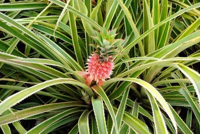 A single growing pineapple surrounded by its leaves
